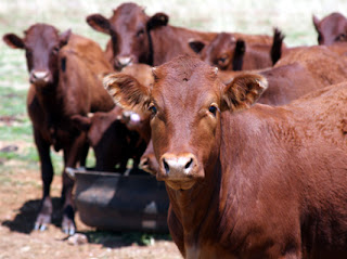 A comprehensive guide to Windmill’s Beef feed range.