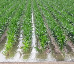Use of Urea top dressing for high yields