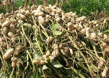 An introduction to growing ground nuts-By Doris Ndebele and Tawanda Mthintwa Hove